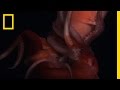 Humboldt Squid: The Red Devil