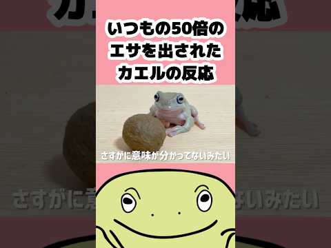 🐸いつもの50倍のエサが出てきたら…2