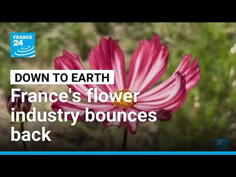YouTube video thumbnail: Au Revoir, Imported Red Roses: France's Flower Industry Bounces Back