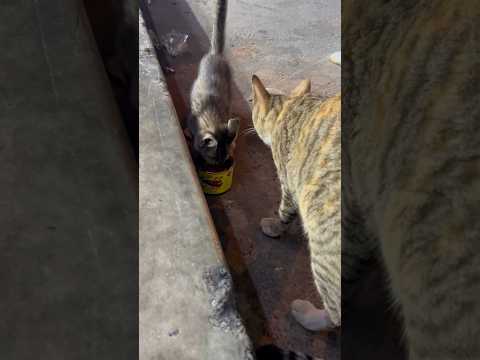 Feeding a beautiful Stray and her kitten #cat #catlover #cats #dog #dogs #motivation #inspiration