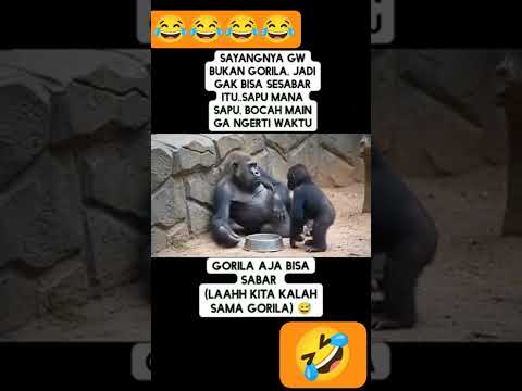 GORILA XTRA SABAR 😀 #semuaorang #pets #gorila #shorts #funny