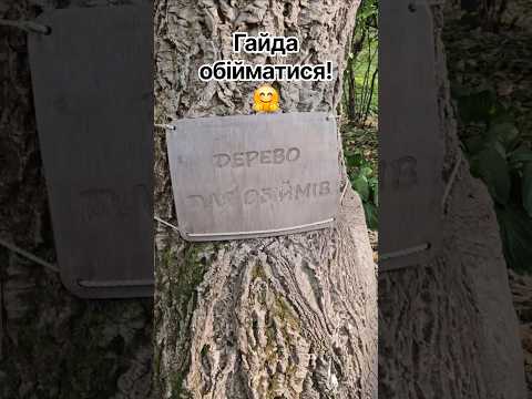 Дерево для обіймів 🤗 #Ботанічнийсад у Дніпрі. Майже спокійна субота #shorts #short #прогулянка