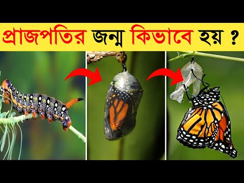 এই পোকাই মৃত্যুর পরে প্রজাপতি হয় || প্রজাপতির জীবনচক্র Larva Butterfly Life Cycle Video