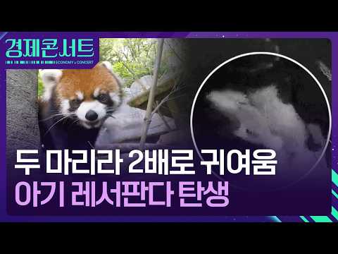 “꺄! 너무 귀엽잖아” 레서판다 탄생…국내 첫 자연번식 [경제콘서트] / KBS  2026.07.23.
