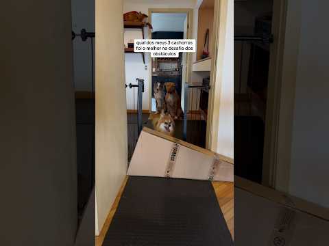 Sejam sinceros: em qual doguinho vocês apostaram? 😂 #pets #cachorro