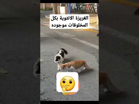 #الغريزة_الانثوية_#اكسبلور #قطط_مضحك
