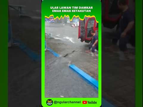 Ular besar lawan Damkar emak emak ketakutan  #duniaular #viral #short #ular