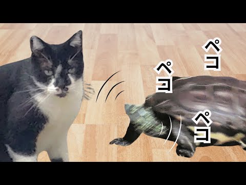 軍曹、新しい猫にご挨拶【The Sergeant Says Hello to His New Cat】