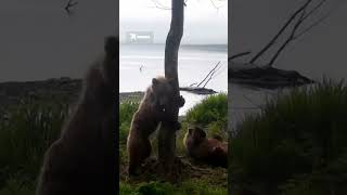 Медвежья «почта» #медведи #камчатка