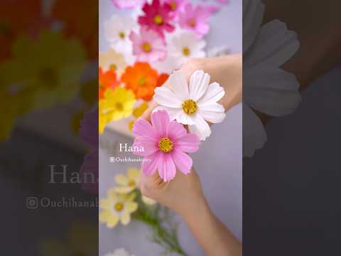 Swaying Petals of Clay Cosmos　風に揺れるクレイコスモスの花びら