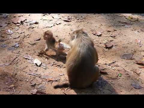 Animal Monkey Wild Planet, Monkey & Primates,,33