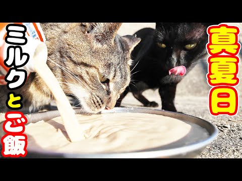 猛暑 真夏日にミルクとご飯を猫たちにあげると・・・ さくらねこへのエサやり 癒され野良猫動画 感動猫動画