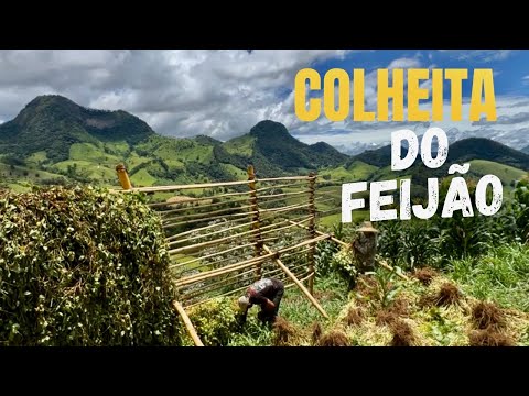 FEIJÃO DAS ÁGUAS NO ANDAIME - FLORES DA PAINEIRA - SABEDORIAS DE ANTIGAMENTE