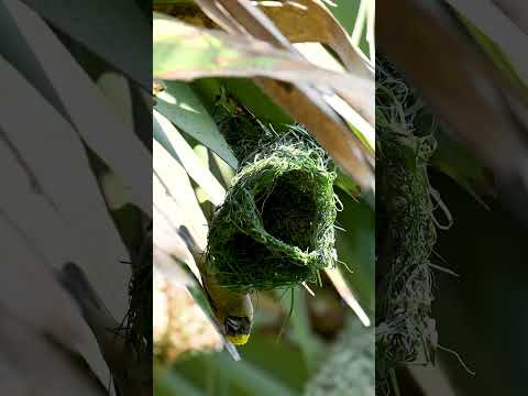 Weaver Bird Build Nest The Most Beautiful Bird Nest 0002 #birds #birdhome #nature
