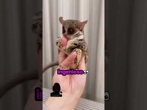 Creditos al creador #mascotas #pets #animales #gatos #animals #youtubeshorts #ytshorts