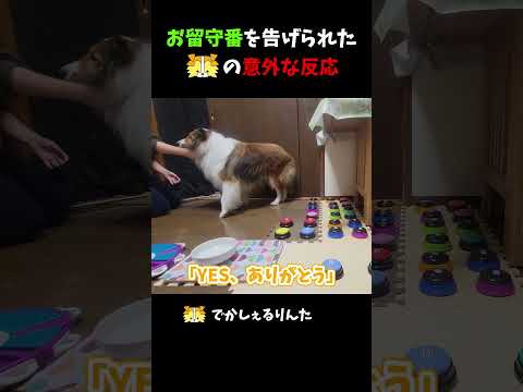 お留守番を告げられたシェルティの意外な反応【会話ボタンでしゃべる犬】 #shorts