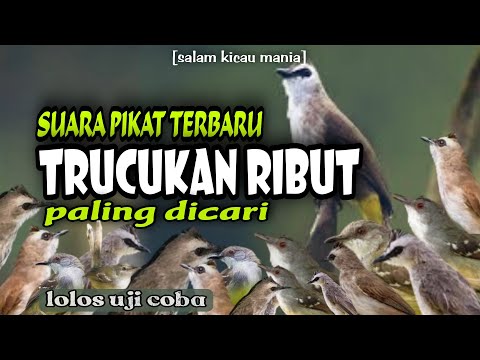 Suara Pikat Burung Trucukan Ampuh Terbaru || Suara Pikat Paling Dicari