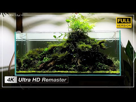 120cm水槽【アヌビアスの森】 立ち上げから完成まで - 4K Ultra HD Remaster Edition -　/アクアリウム/aquarium/120cm/vlog/