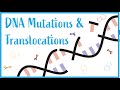 DNA Mutations and Their Effects