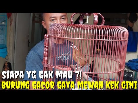 YAKIN GAK MAU ?! BURUNG GACOR GAYA MEWAH KL LIAT LANGSUNG PASTI TERPESONA