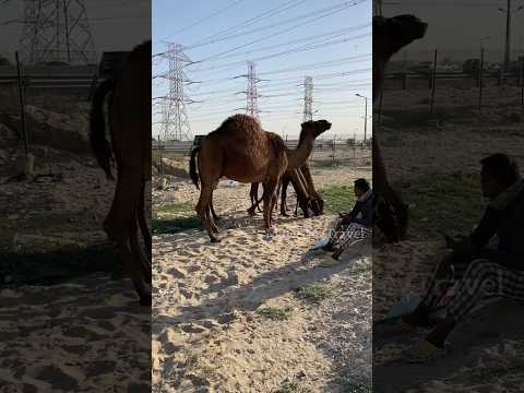 வெளிநாடு வந்துட்டு போக முடியாம இருப்பவர்கள் அதிகம் #shorts #tamil #kuwait #shortvideo