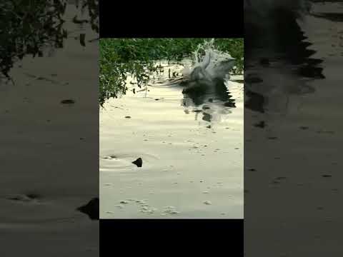 Tabrakan gara gara berebut umpan #casting #shorts