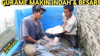 LAMA TAK DIKURAS! PENGHUNI KOLAM KACA MAKIN BABON DAN BERKURANG