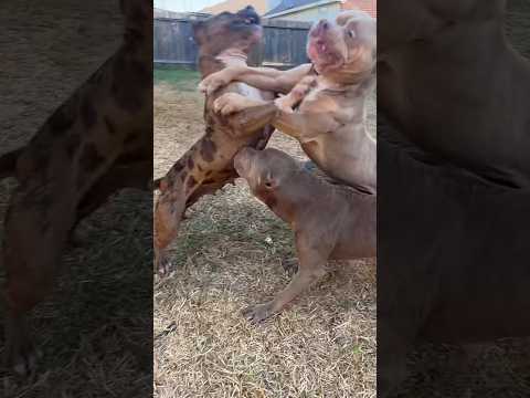 When helping your dad goes wrong 🤬 Full Video In Description (educational) #nbfkennel #nbf #pitbull