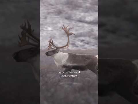 Arctic winter or Arctic summer, caribou have adapted to both. #AlaskasGrizzlyGauntlet