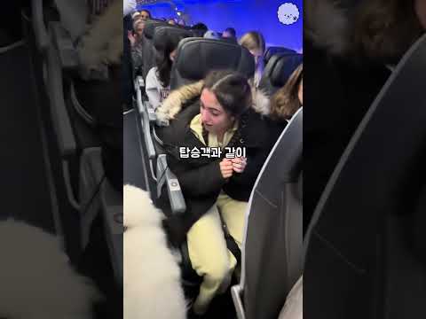 대형견 데리고 비행기 탔더니...? 사람들 반응 ㄷㄷ #shorts
