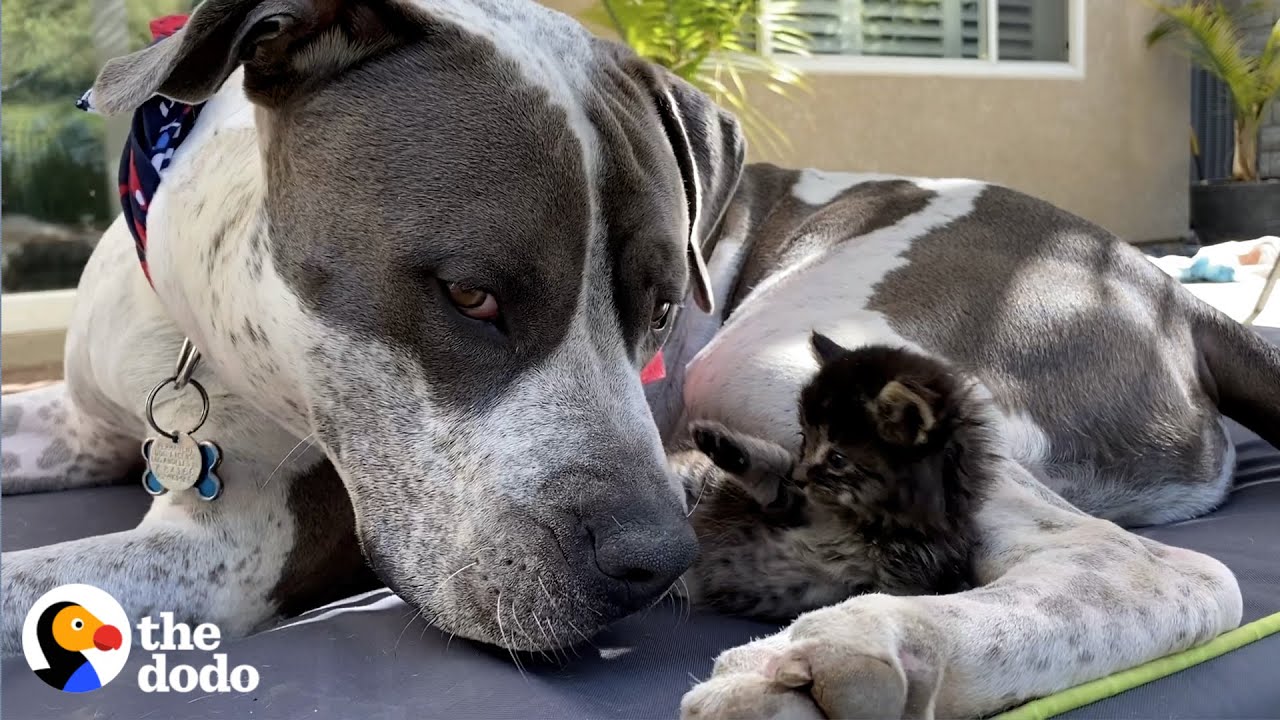 Even the Gentlest Pittie Dad Needs to Get Away From the Kids Sometimes