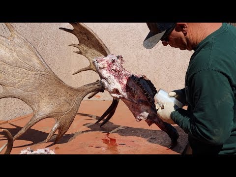 HOW TO CLEAN A BULL MOOSE SKULL "SHIRAS"