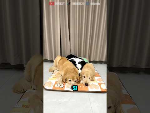Tiga Anjing, Satu Kasur Nggak Mau Pisah Juga 😱‼️
