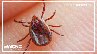 Invasive longhorned tick found carrying new bacteria