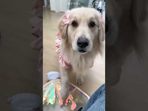 This Dog Turned Into a Cute Little Fairy! ๐ถ๐งโโ๏ธโจ