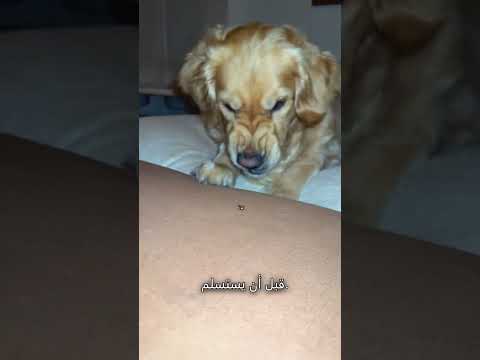 كلب يهتم بصاحبه النائم