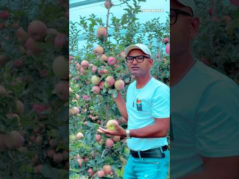 ইতালির আপেল বাগান #jabedekram #italyprobashi #italy #Bangladesh #farming #fruit #foryou #funny
