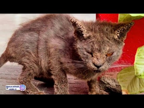 Rescued Homeless Kitten with skin Itching