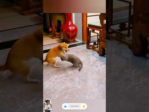 POV: When Your Cat’s Confidence Backfires 😂 | Funny Pet Short