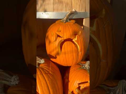Fall descending fast, beautiful & busy 🍂🍁 #workingseeds #garden #thegrind #colorado #homesteading
