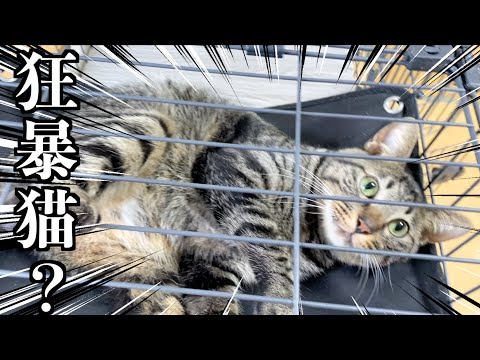 自分から檻の中に収容されにいく狂暴猫...