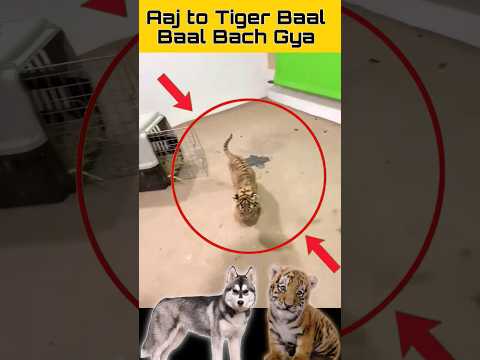 Aj Tiger Cub Baal Baal Bach gya 🐅