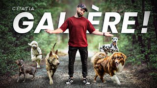 Je m’incruste encore en balade avec 5 chiens ! (La pire balade de ma vie ! 😫😂)