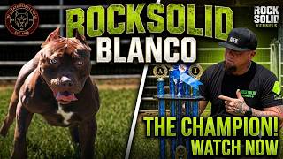 🔴 Rock solid Kennels Blanco On the Come Up🔥 Red Nose Pits, Bandogs & BullHerders