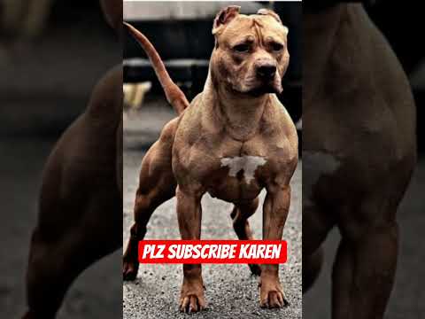 #pitbull #dogbreed #song #sabse #khatarnak #jaiveeru #song