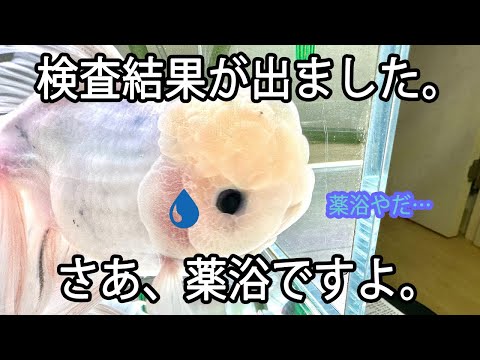 #15  １００日後の金魚。感染症に終止符。