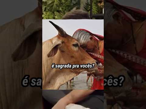 VACA é SAGRADA na ÍNDIA?