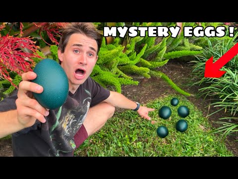 I FOUND a NEST OF MYSTERY EGGS !