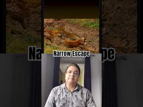 Deer’s Incredible Lucky Escape From Being Hunted #wildlife #animals #wildanimals #deerhunting