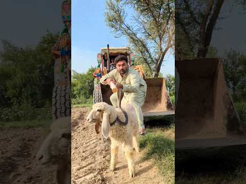 Tractor ke rasaty me sheep per nag pakra Lia